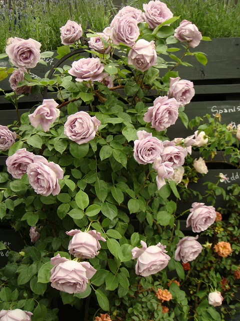 楽天市場】強香つるバラ 【つるブルームーン】 大苗 つるバラ 青紫色