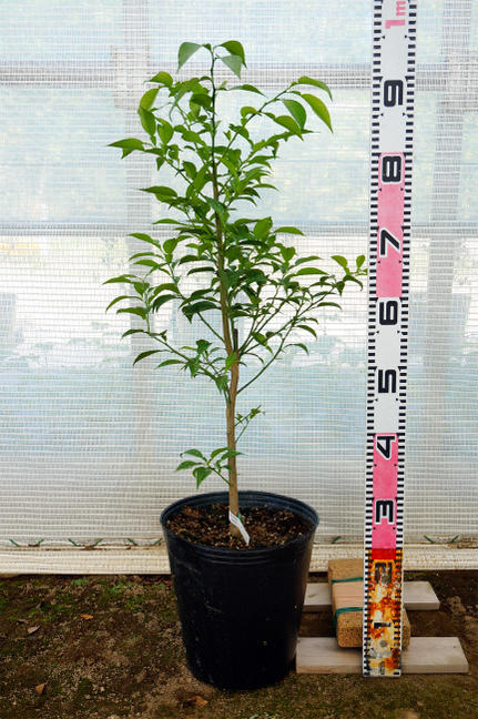 楽天市場】【せとか】 みかん 3年生接木大苗 【産地で剪定済 1.0m苗