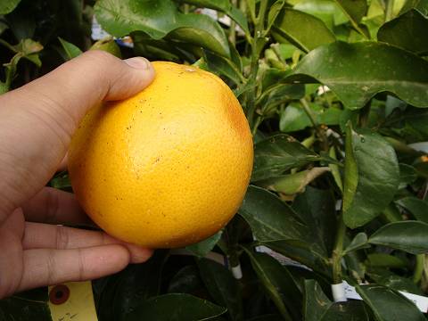 楽天市場】グレープフルーツ苗木【マーシュ】 1年生接木苗 : 苗木部