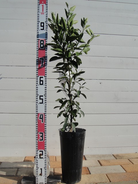 楽天市場】みかん 苗木 【日南1号】 極早生温州みかん 2年生接木苗