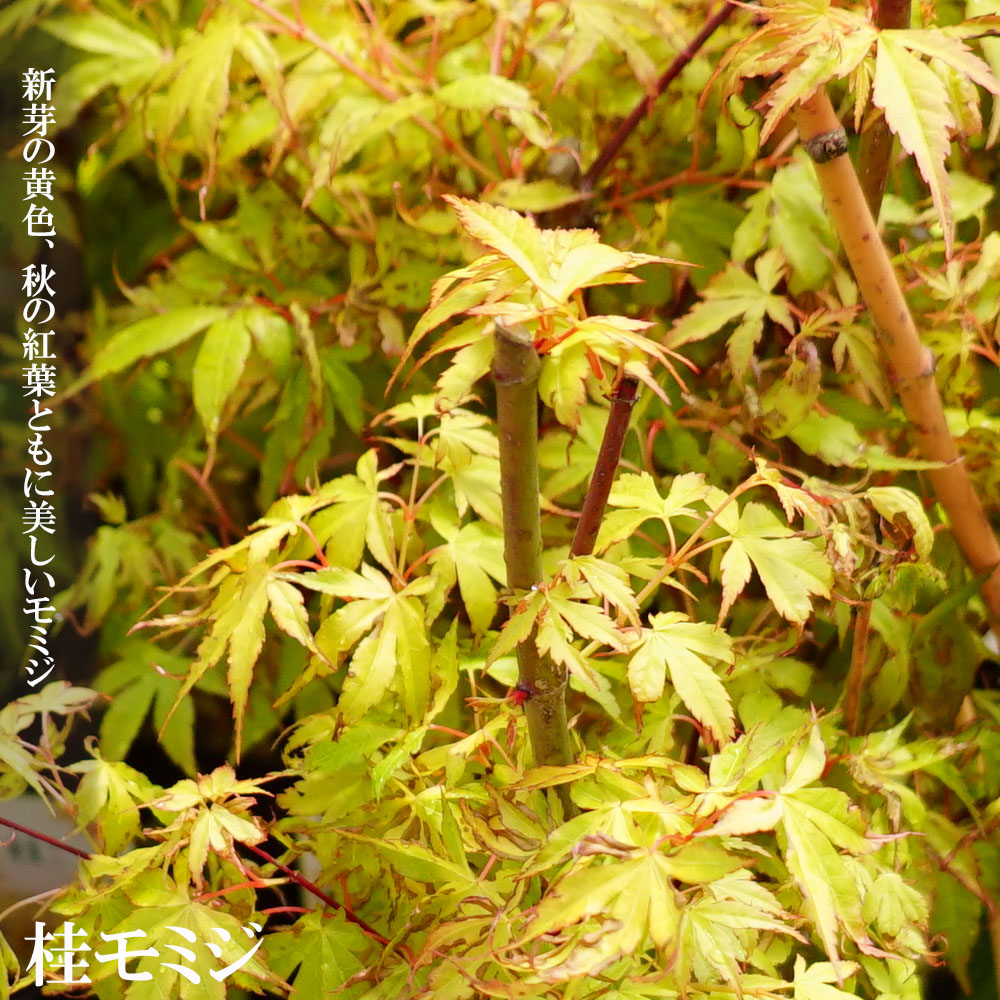 楽天市場】モミジ 【桂（カツラモミジ）】 テーブルサイズ 鉢植え