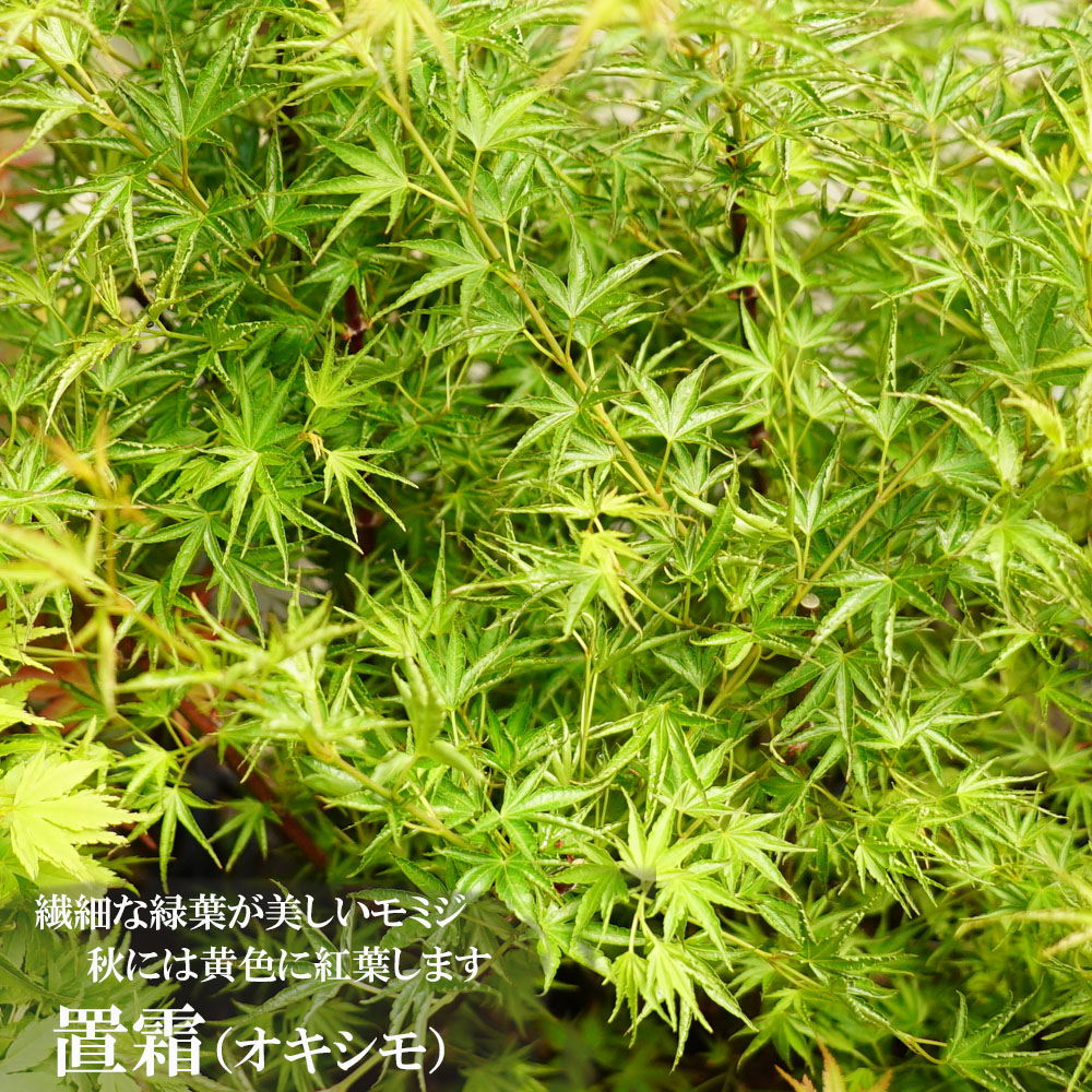 楽天市場】モミジ 【置霜（オキシモ）】 5号ロングポット : 苗木部