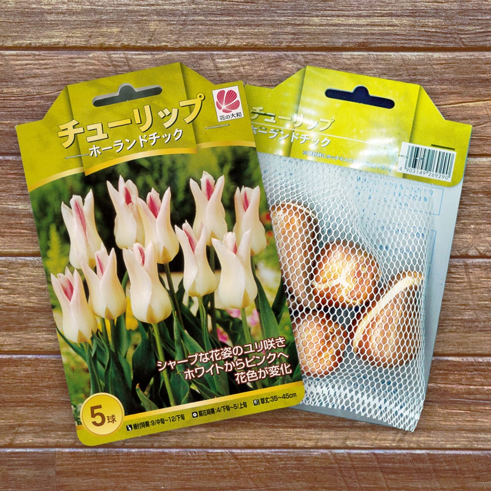 楽天市場】【球根】 チューリップ ホーランドチック 【5球入