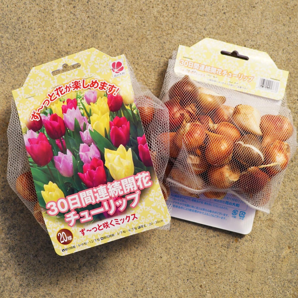 楽天市場】チューリップ 球根 【ず～と咲くミックス・30日間連続開花