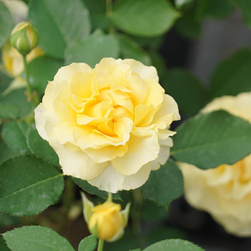 楽天市場】四季咲きバラ苗 【ハープシコード】2年生大苗 6号ポット