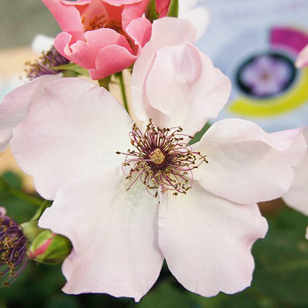 楽天市場】四季咲きバラ苗 【デンティベス】 2年生大苗 6号ポット