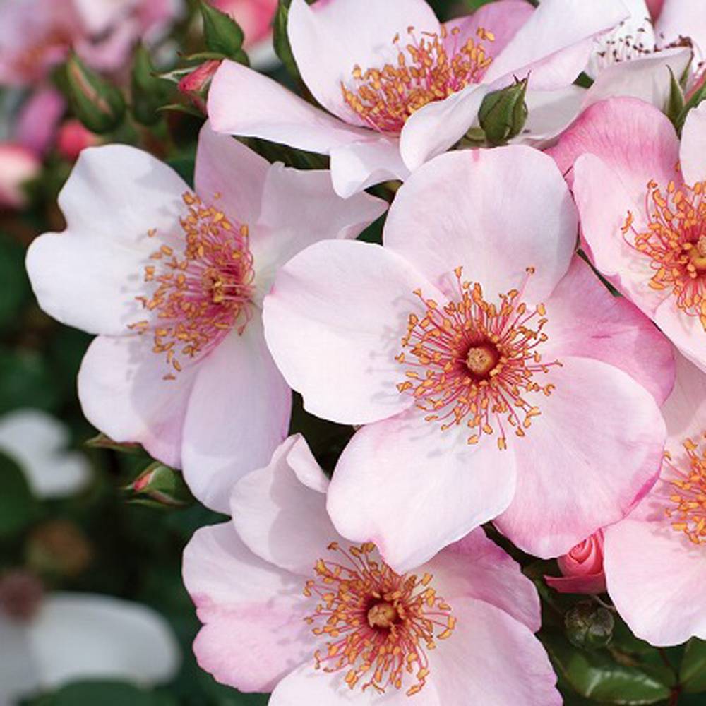 楽天市場】四季咲きバラ苗 【ピンクサクリーナ】 2年生大苗 : 苗木部