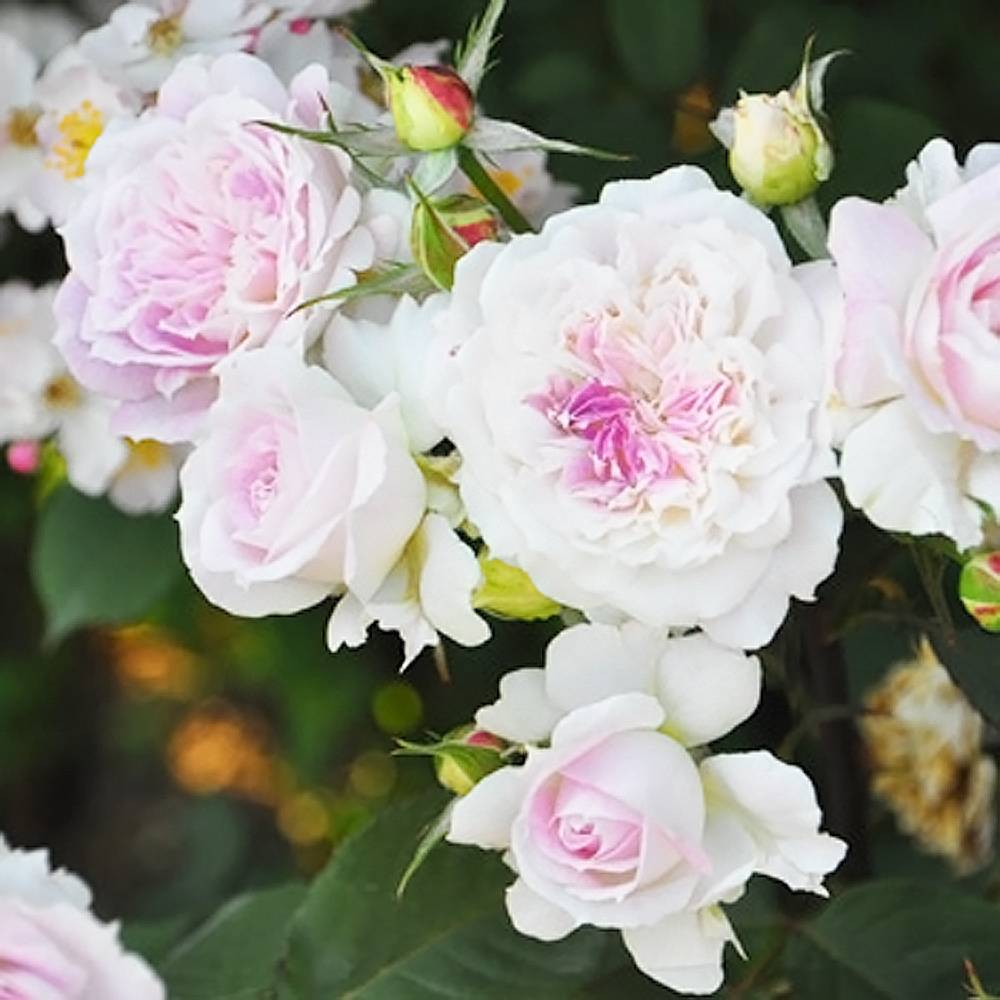 楽天市場】四季咲きバラ苗 【キルケ】 2年生大苗 6号ポット 登録品種