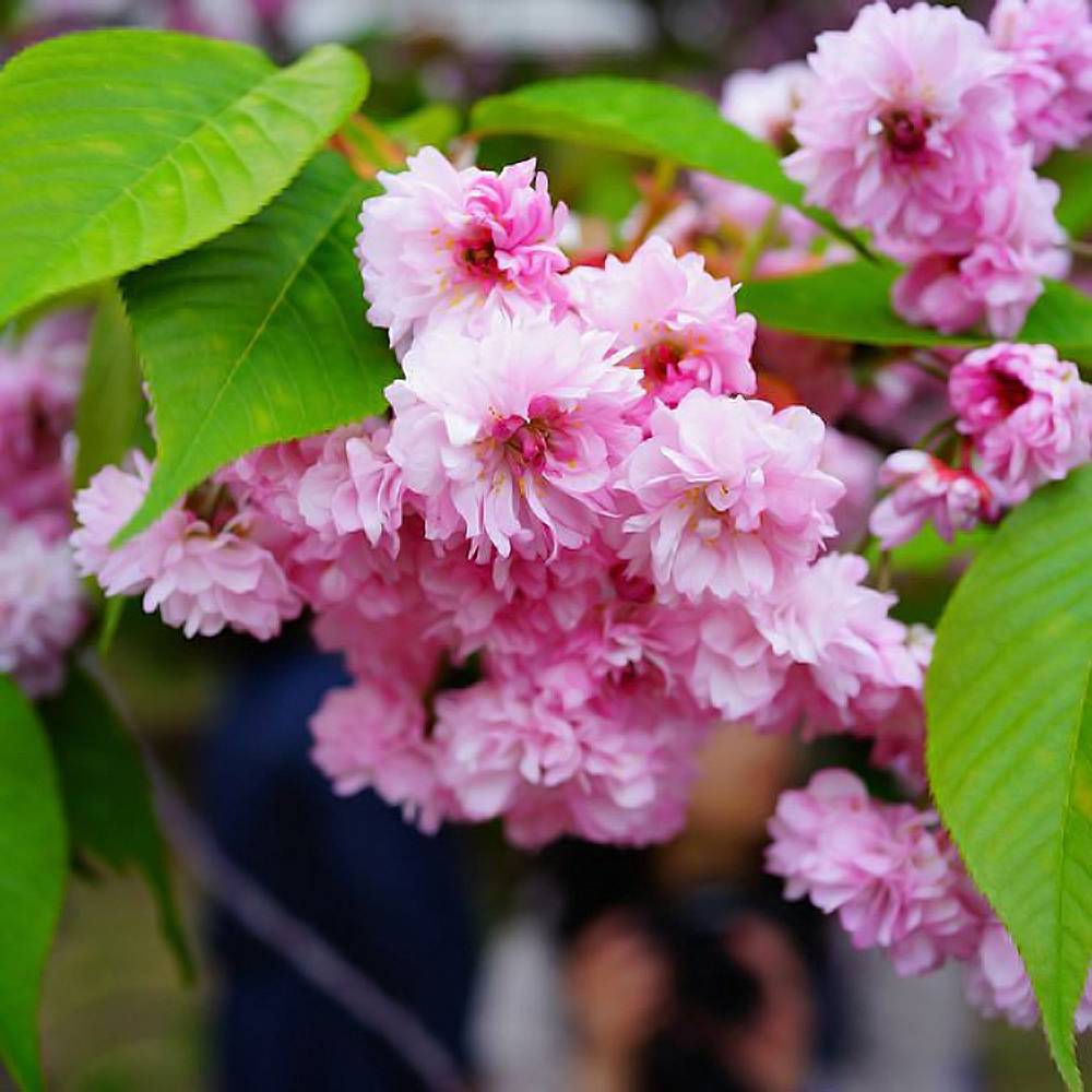 楽天市場】さくら 【数珠掛桜 （じゅずかけざくら）】 1年生接木苗