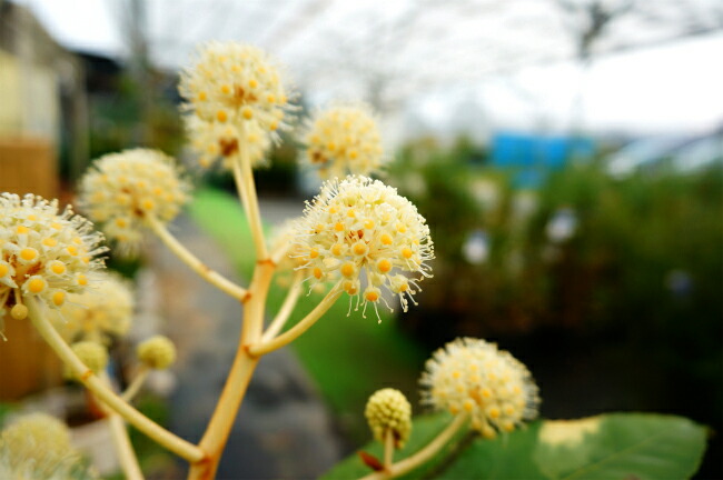 楽天市場】ヤツデ 斑入りヤツデ 紬絞り 5号ポット苗 : 苗木部 by 花