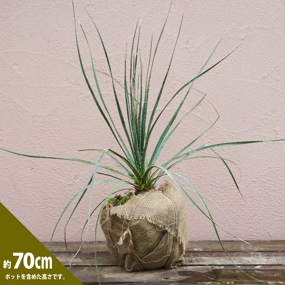 楽天市場】【グラウコフィラム】 ダシリリオン 根巻き苗 耐寒性南欧風