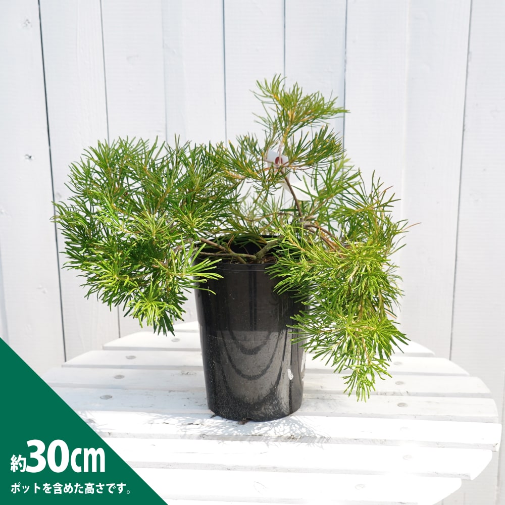 バンクシア バースデーキャンドル w約44cm バンクシア バースデー