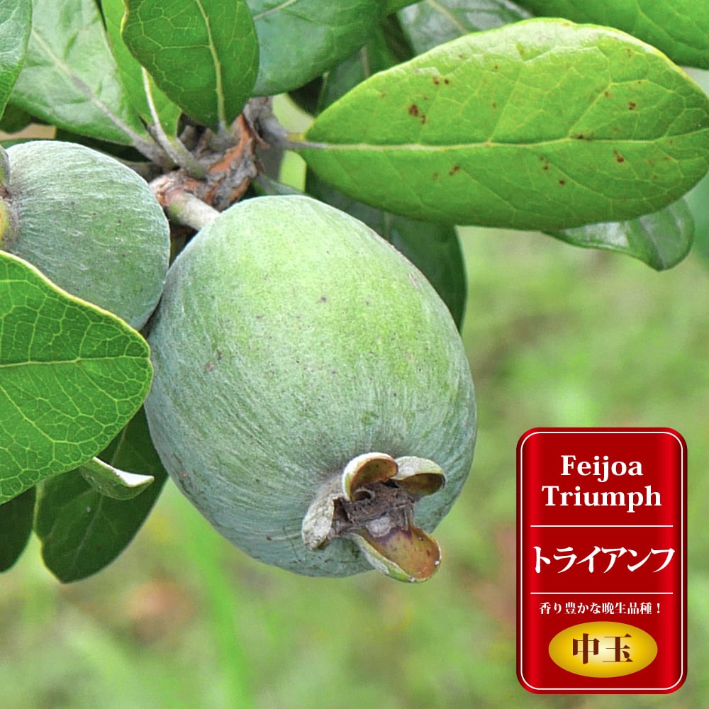 楽天市場】フェイジョア 苗 【トライアンフ】 1年生 接木苗 : 苗木部