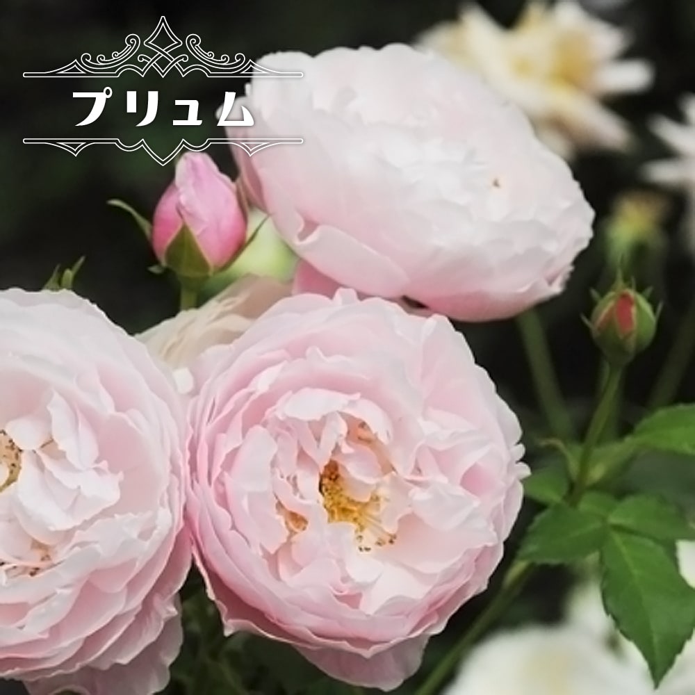 楽天市場】四季咲きバラ苗 【プリュム】 2年生大苗 登録商品・品種