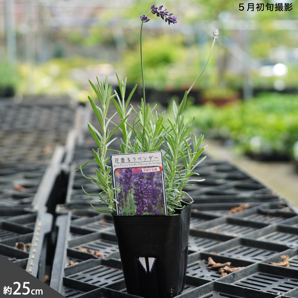 楽天市場】【アヴィニョン アーリーブルー】 （イングリッシュ