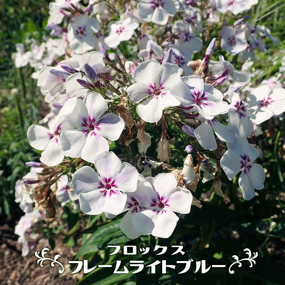 楽天市場】フロックス 【フレームライトブルー】 3号ポット苗 : 苗木部