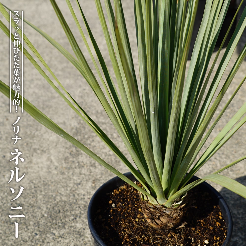楽天市場】数量限定 【ネルソニー】 ノリナ ポット大苗 耐寒性南欧風