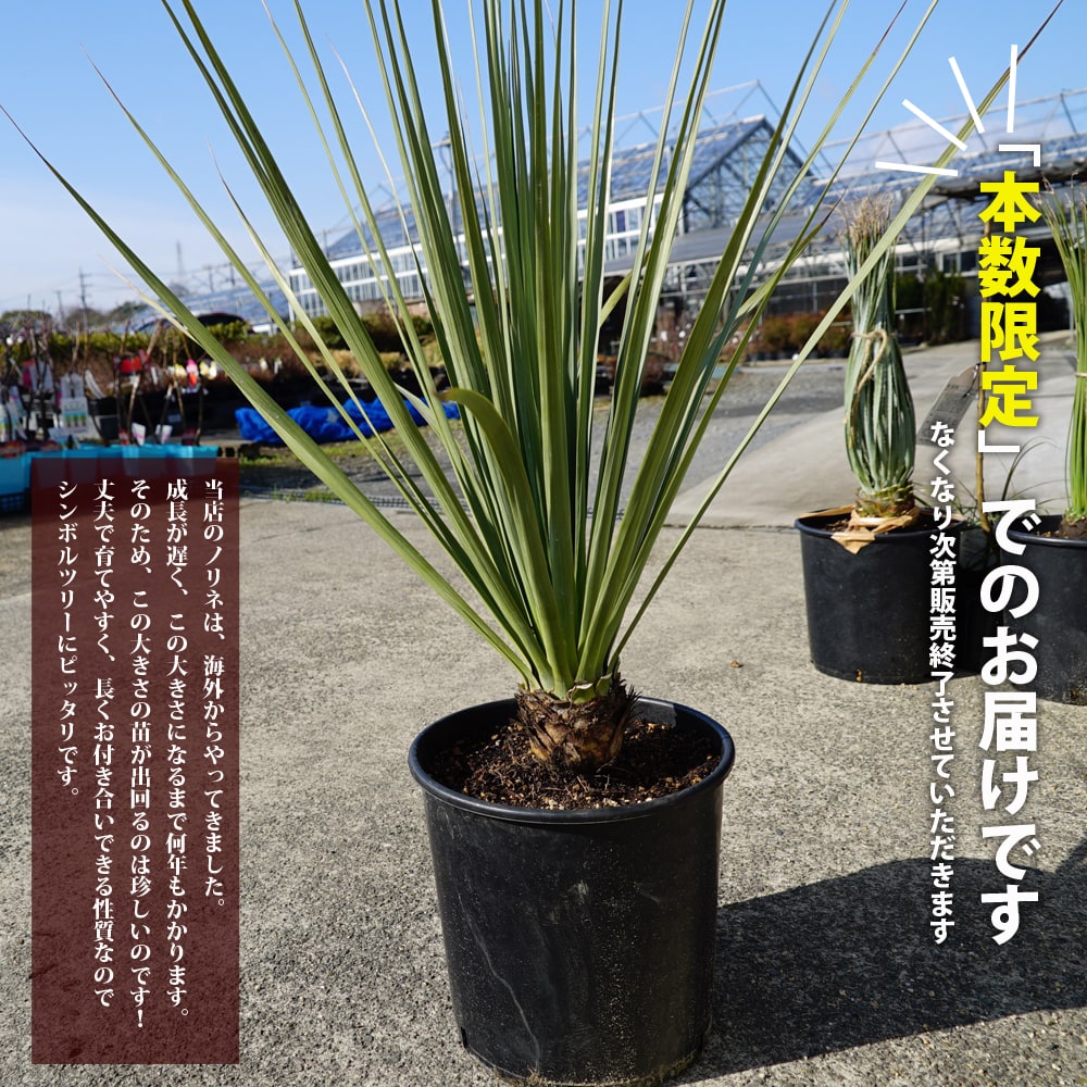 楽天市場】数量限定 【ネルソニー】 ノリナ ポット大苗 耐寒性南欧風