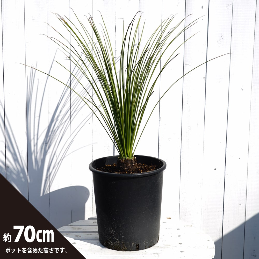 楽天市場】数量限定 【ロンギシマム】 ダシリリオン 耐寒性南欧風