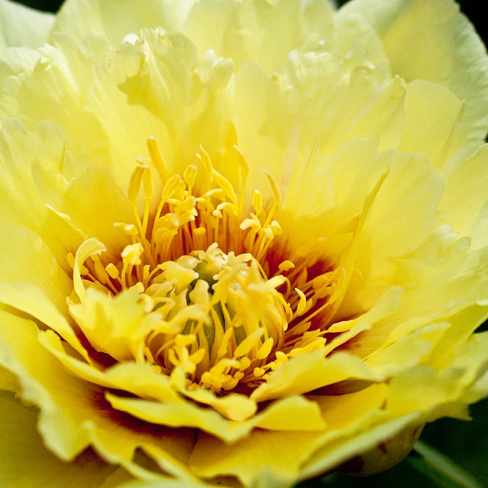 楽天市場】芍薬 【オリエンタルゴールド】 大株 6号スリット鉢植え