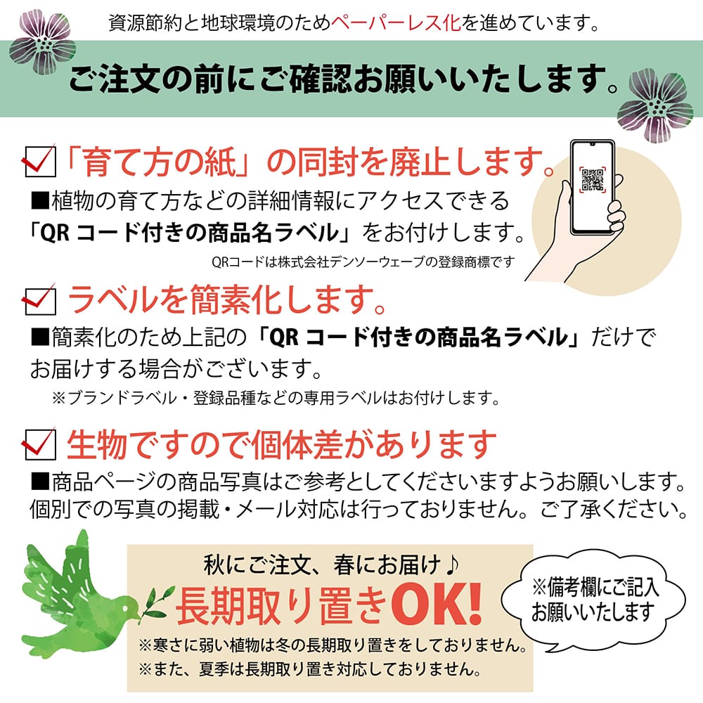 楽天市場】カカオ 【ナシオナル】 1年生実生苗 3号ポット : 苗木部