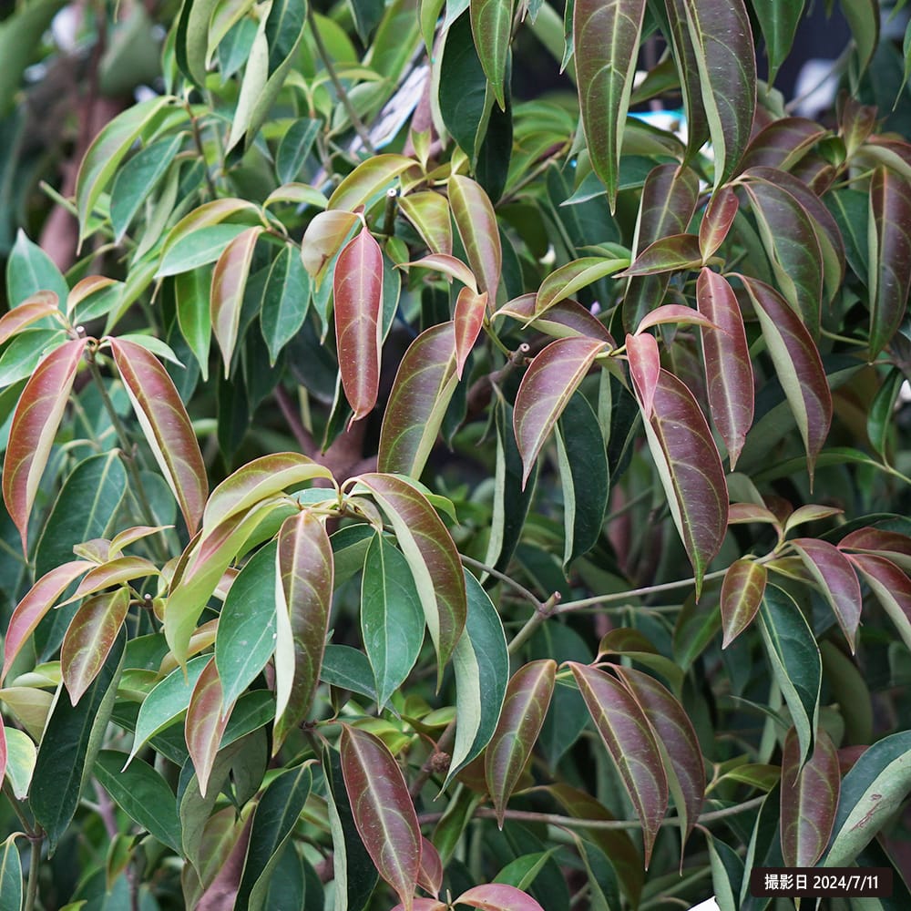 楽天市場】常緑ヤマボウシ サマーグラッシー 10号ポット苗 登録品種