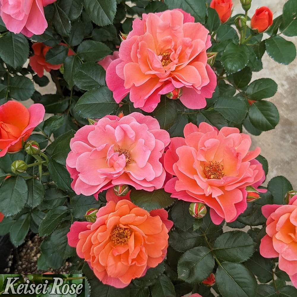 楽天市場】四季咲きバラ苗 【シュガーキャンディーローズ （FL）】 2