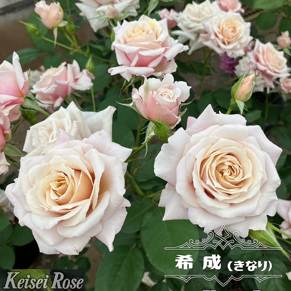 「くろまろまろ」切り花品種バラ苗　レアバラ　6点 バラ類 | 新鮮お花問屋 Jp-Farmers.com