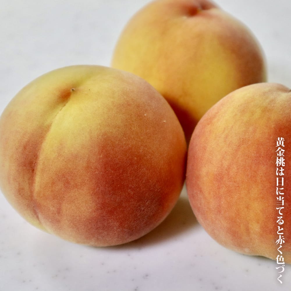 楽天市場】桃 苗木 【黄金桃】 黄桃 3年生接木苗 8号ロングポット