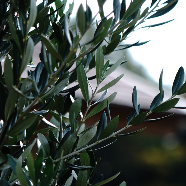 楽天市場】オリーブの木 マンザニロ 3年生 庭木 常緑樹 シンボルツリー