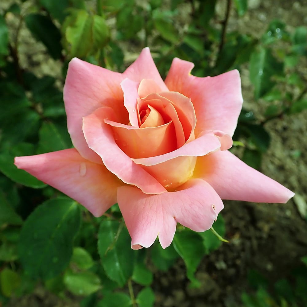 楽天市場】四季咲き強香つるバラ 【コンパッション】 3年生長尺苗 大型