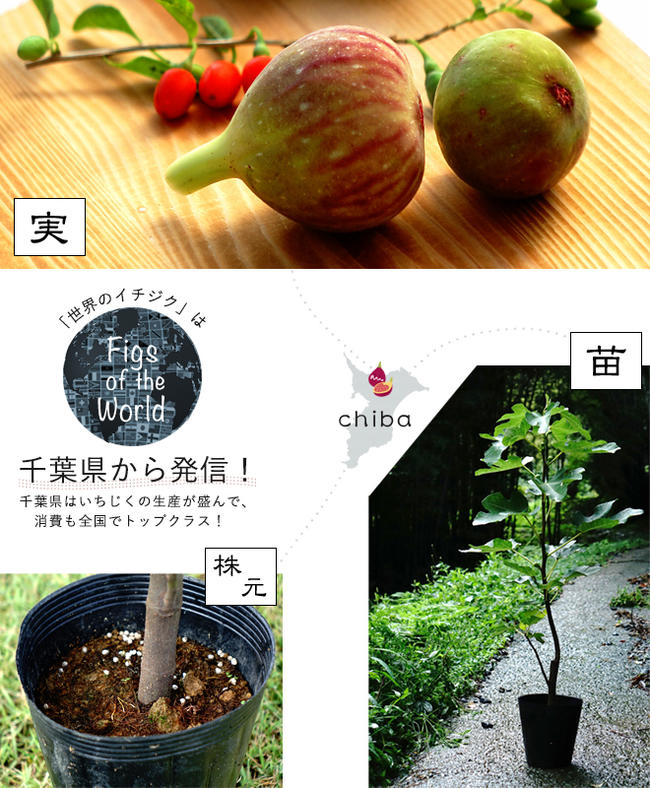 楽天市場】いちじく 【リサ】 1年生苗 : 苗木部 by 花ひろばオンライン