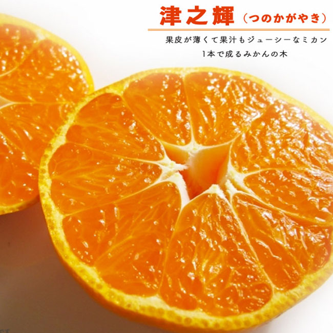 楽天市場】みかん 苗木 【津之輝】 3年生接木大苗 【産地で剪定済 1.1m