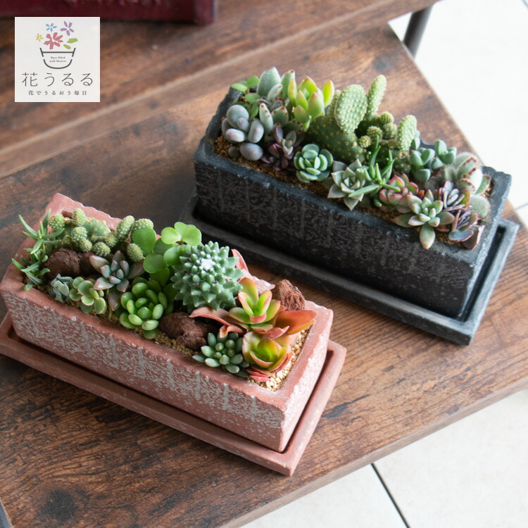 楽天市場 | 花うるる〜花でうるおう毎日 - デスクに置きたい多肉植物