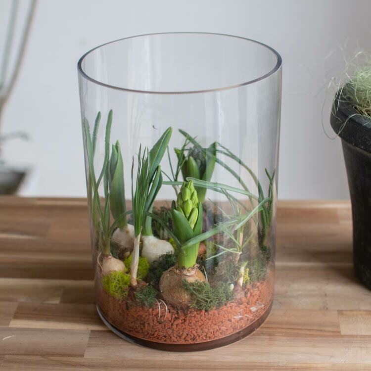 楽天市場】水耕栽培キット 芽出し球根おまかせmix ガラス付き