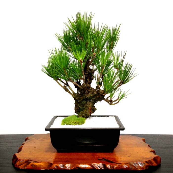 楽天市場】盆栽 楽天1位受賞 錦松 樹齢10年 別格 極太幹の夢錦 W