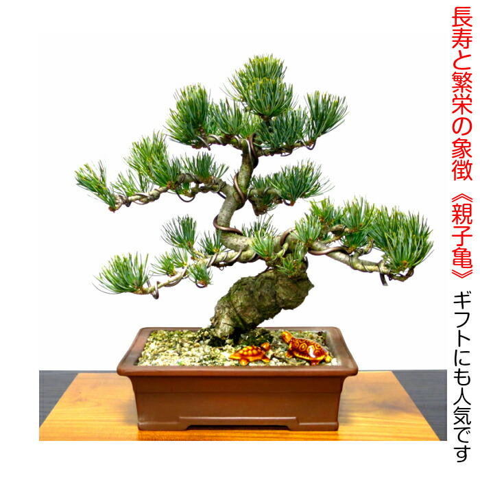 楽天市場】盆栽 松 五葉松 本場高松産 飾り映えする 渾身の一樹 寿福