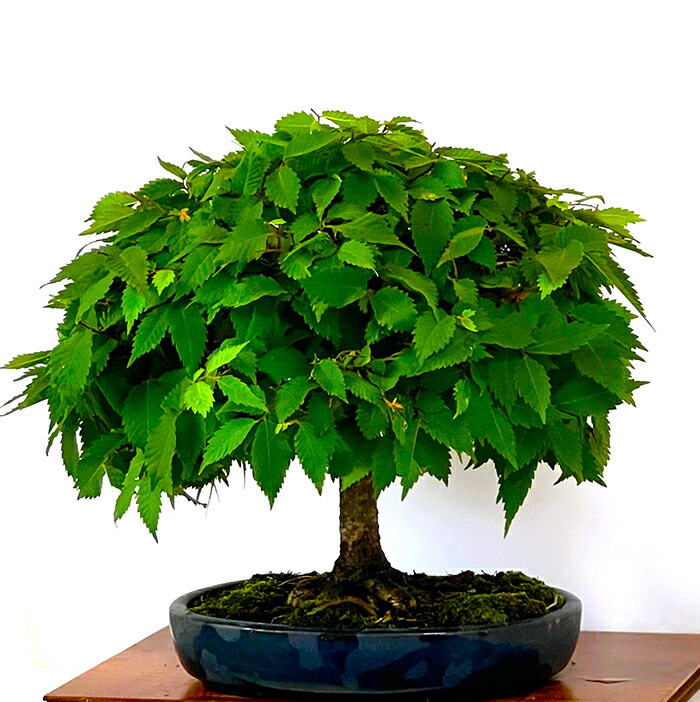 楽天市場】盆栽 欅 樹齢40年 箒たち樹形 一点もの 現品お届け 希少 欅