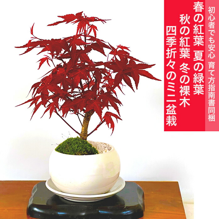 楽天市場】盆栽 希少 もみじ 紅葉 鉢植え 入門種 記念樹 樹齢5年 出