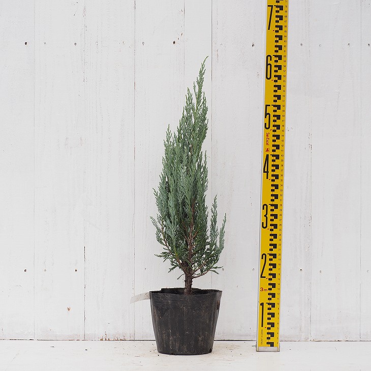 楽天市場】コニファー 苗 【ムーングロウ （直立性）】 約0.5m 5号