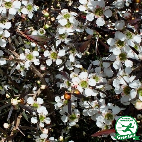 楽天市場】◇送料無料◇ メラレウカ ティーツリー 苗 【レプトスペルマ