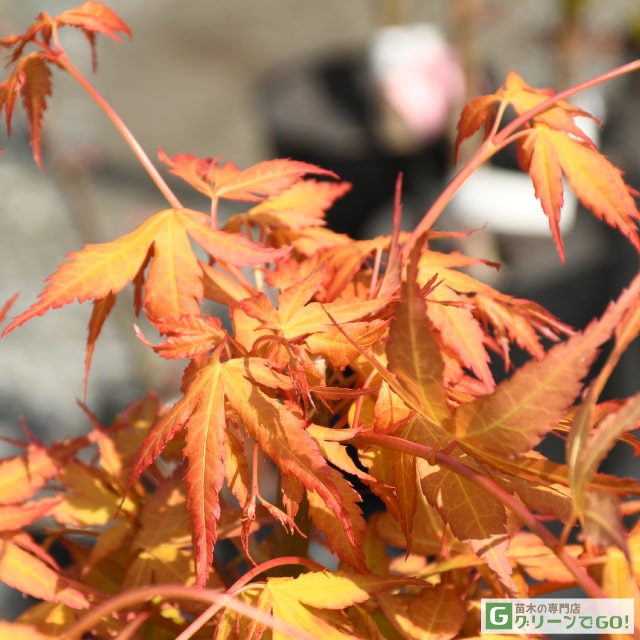 楽天市場】[楽天市場店限定価格] ◇グリゴー スーパーSALE◇ もみじ