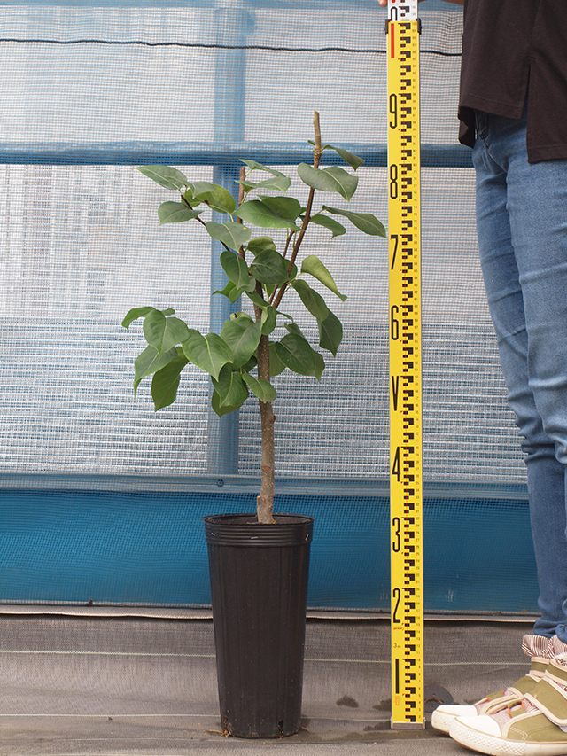 楽天市場】□優良2年生大苗□ 梨 苗木 【なるみ】 2年生大苗 接ぎ木