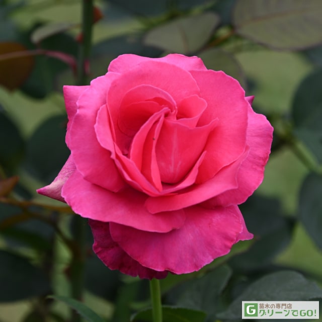 楽天市場】バラ苗 【恋心 （こいごころ） (HT) 大輪 四季咲き】 1年生