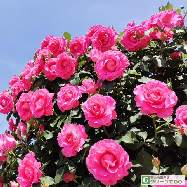 楽天市場】バラ苗 【恋心 （こいごころ） (HT) 大輪 四季咲き】 1年生