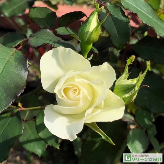 楽天市場】バラ苗 京成 【緑光 (FL) 中輪 四季咲き】 2年生 接ぎ木大苗