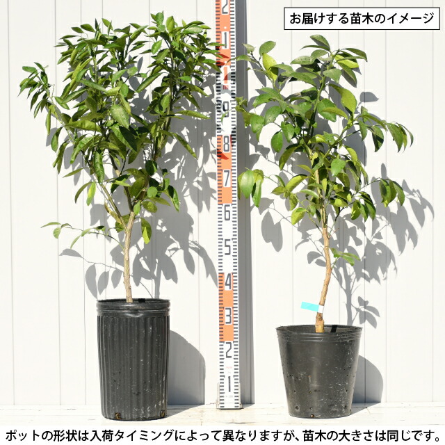 楽天市場】ゆず 苗 【花柚子 （ハナユズ）】 3年生 接ぎ木 約1.0m 大苗