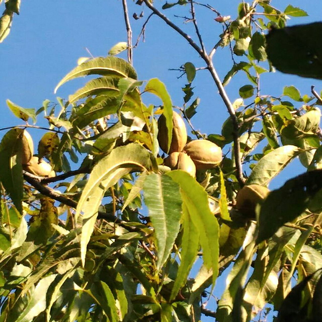 楽天市場】[楽天市場店限定価格] ◇グリゴー スーパーSALE◇ ナッツの