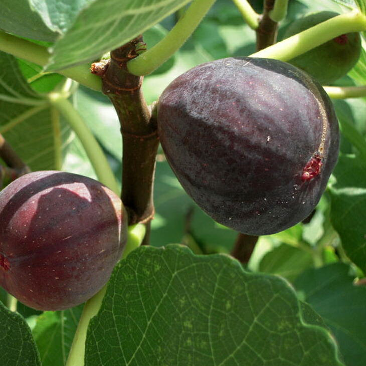 イチジク 挿し木」の人気商品一覧 | 安い商品を通販サイトから探す