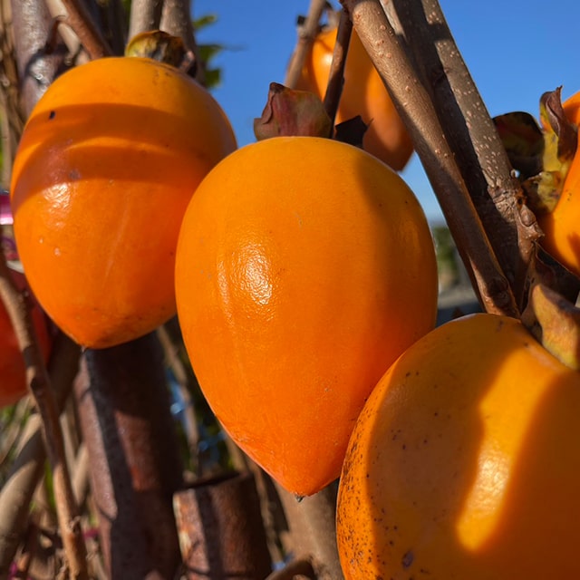 楽天市場】柿 苗木 【渋柿 堂上蜂屋柿 （どうじょうはちや）】 6年生